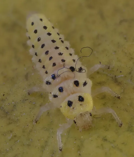 Vibidia duodecimguttata - tizenkétcseppes füsskata