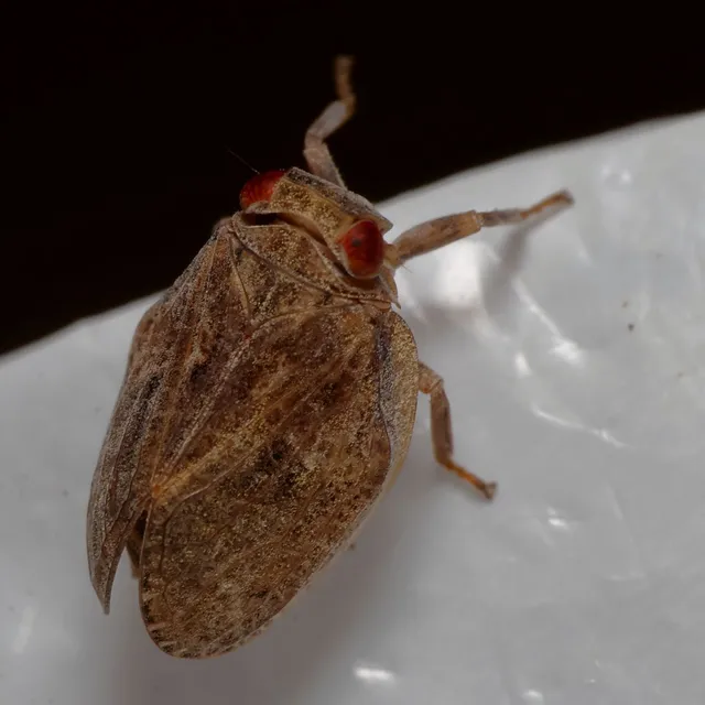 Auchenorrhyncha - Kabócák Auchenorrhyncha - Kabócák