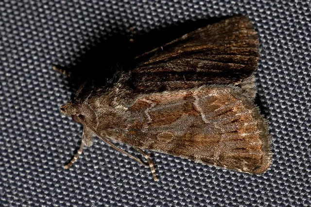 Thalpophila matura - fakó erdeibagoly