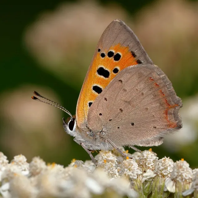 Lycaena phlaeas - közönséges tűzlepke