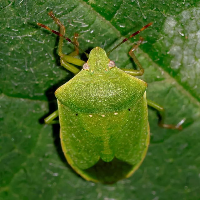 Nezara viridula - zöld vándorpoloska