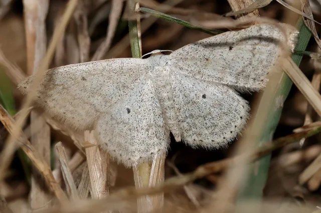Scopula incanata - hamvas sávosaraszoló