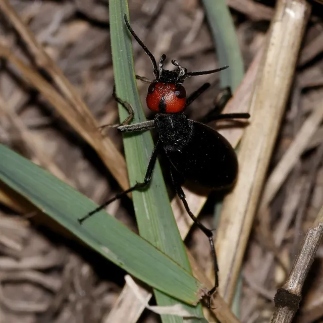 Epicauta rufidorsum - hollóbogár