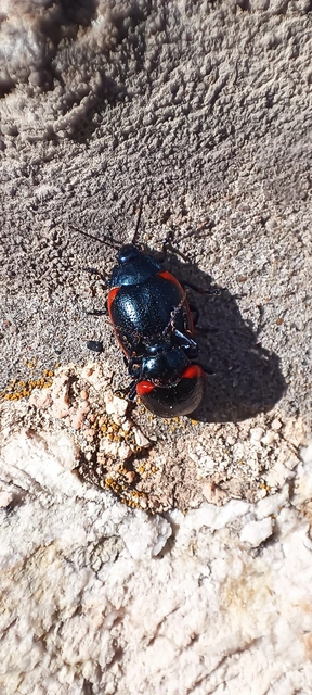 Chrysolina rossia - trapézhátú szegélyeslevelész