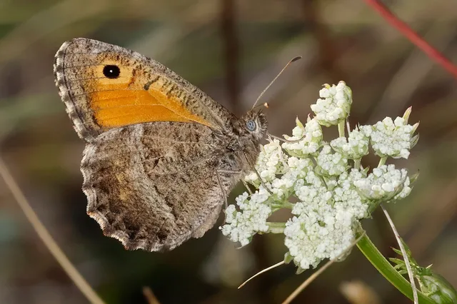 Arethusana arethusa - közönséges szemeslepke