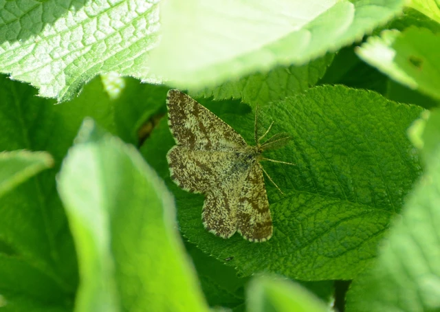 Ematurga atomaria - barna rétiaraszoló