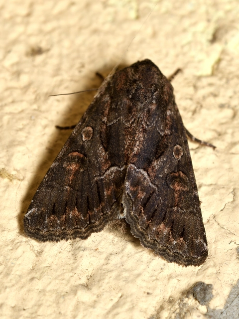 Thalpophila matura - fakó erdeibagoly