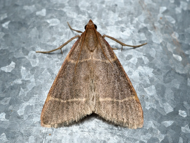 Hypsopygia glaucinalis - rezes fényilonca