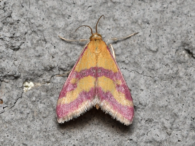 Pyrausta sanguinalis/virginalis