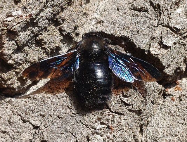 Xylocopa violacea - kék fadongó