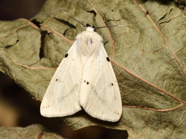 Spilarctia lutea - sárgás medvelepke