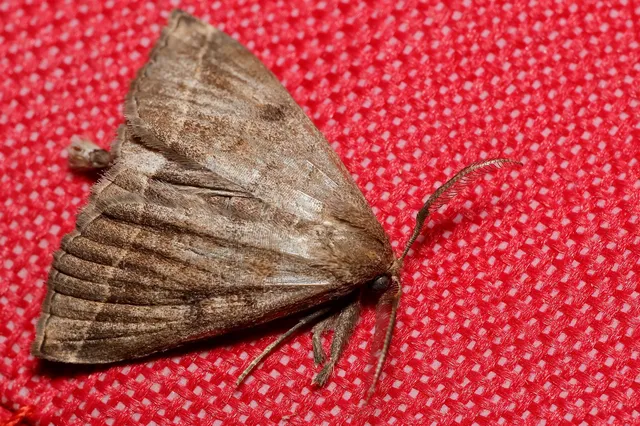 Pechipogo plumigeralis - tollascsápú karcsúbagoly
