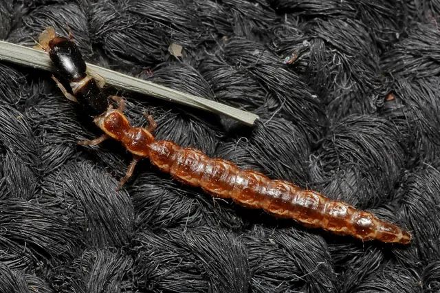 Raphidioptera - Tevenyakú-fátyolkák