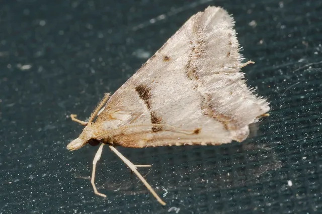 Stemmatophora brunnealis - barna fényilonca