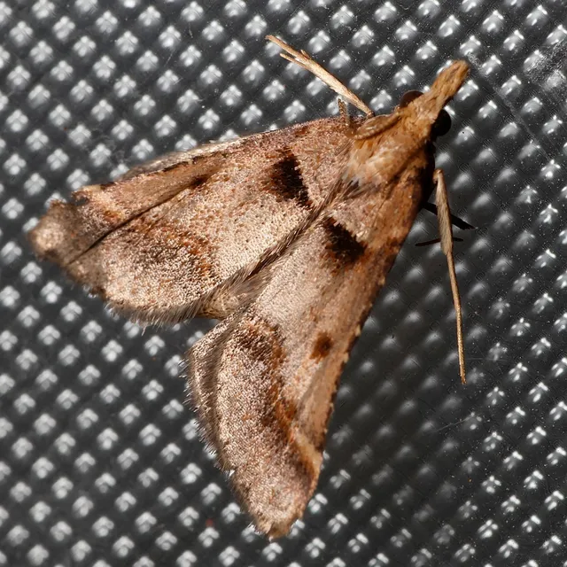 Stemmatophora brunnealis - barna fényilonca