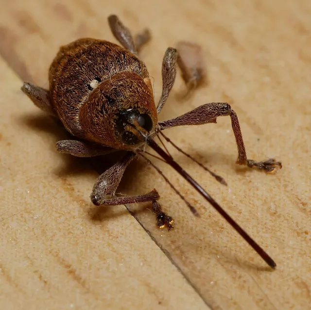 Curculio glandium - tölgymakkzsuzsóka