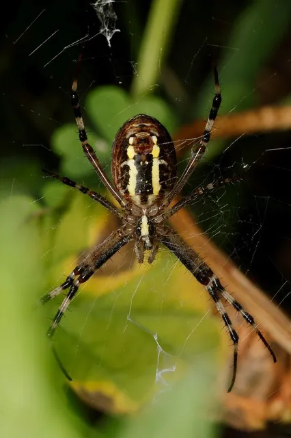 Argiope bruennichi - darázspók