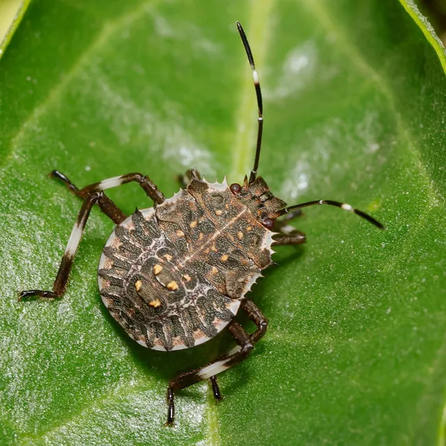 Halyomorpha halys - ázsiai márványospoloska