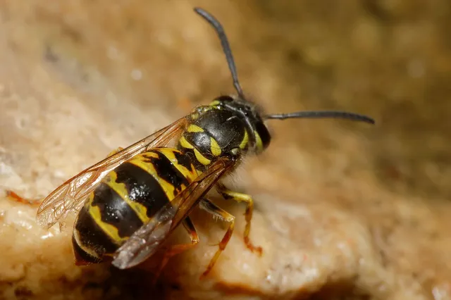 Vespula vulgaris - kecskedarázs