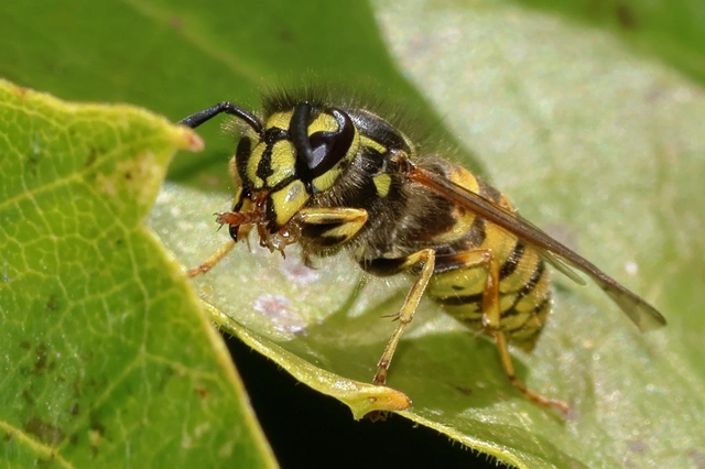 Vespula vulgaris - kecskedarázs