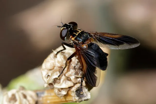 Trichopoda pictipennis - tollaslábú poloskalégy