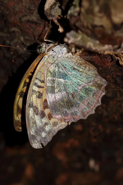 Argynnis paphia - nagy gyöngyházlepke