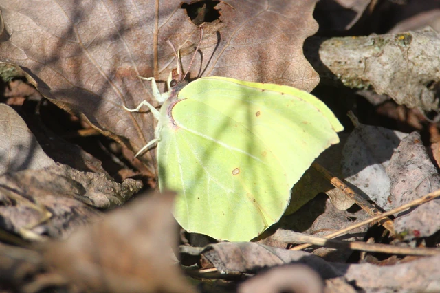 Gonepteryx rhamni - citromlepke