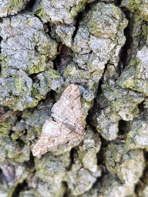 Agriopis leucophaearia - tölgy-tavasziaraszoló