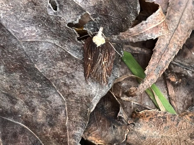 Acleris hastiana - fűzfa-levélmoly