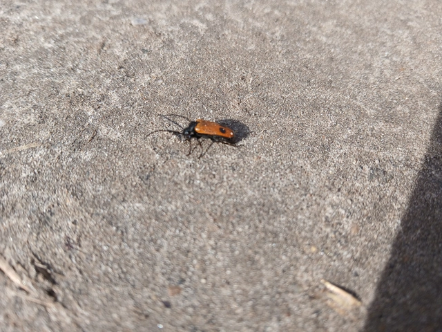 Apalus bimaculatus - kétfoltos élősdibogár