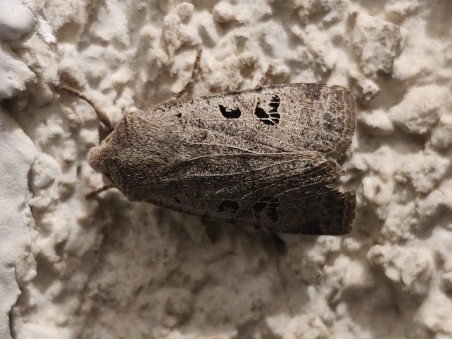 Conistra rubiginosa - szürke télibagoly
