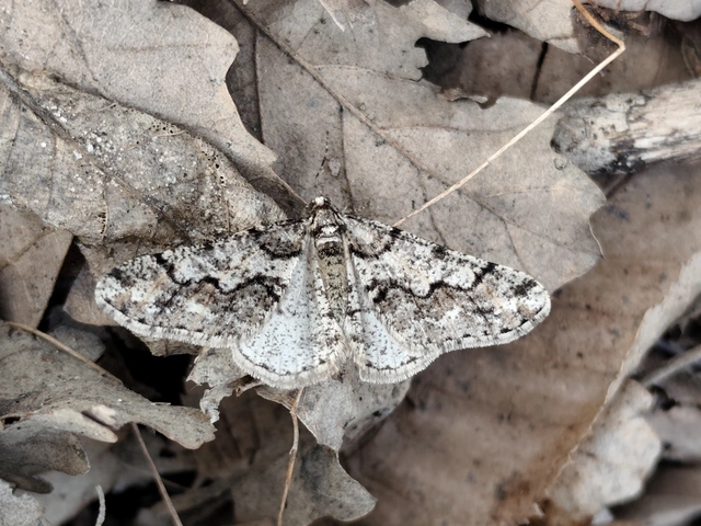 Agriopis leucophaearia - tölgy-tavasziaraszoló