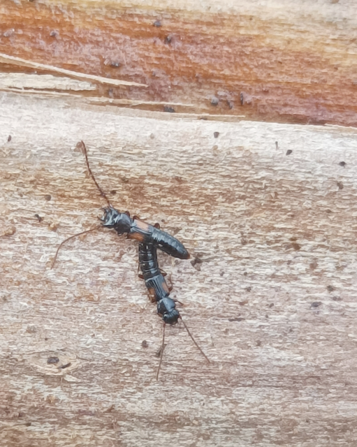 Siagonium humerale - vállfoltos lapholyva