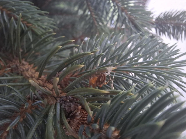 Araneus diadematus - koronás keresztespók