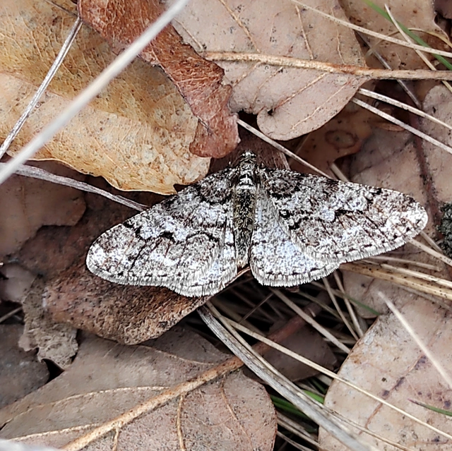 Agriopis leucophaearia - tölgy-tavasziaraszoló