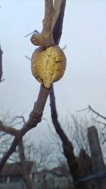 Hierodula tenuidentata - óriás ázsiai imádkozósáska