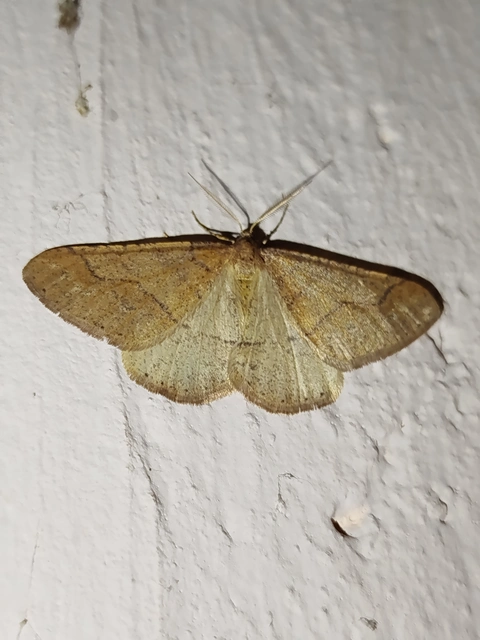 Agriopis marginaria - sárgás téliaraszoló