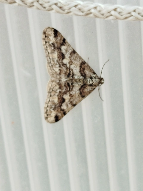 Agriopis leucophaearia - tölgy-tavasziaraszoló