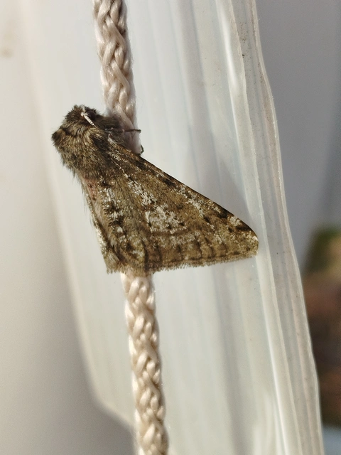Apocheima pilosaria - zöldes tavasziaraszoló