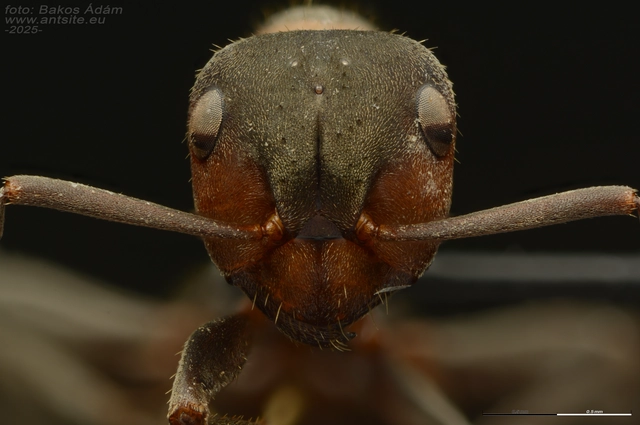 Formica pratensis - réti vöröshangya