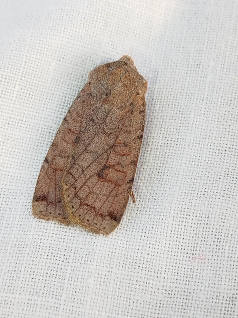 Conistra veronicae - veronika-őszibagoly
