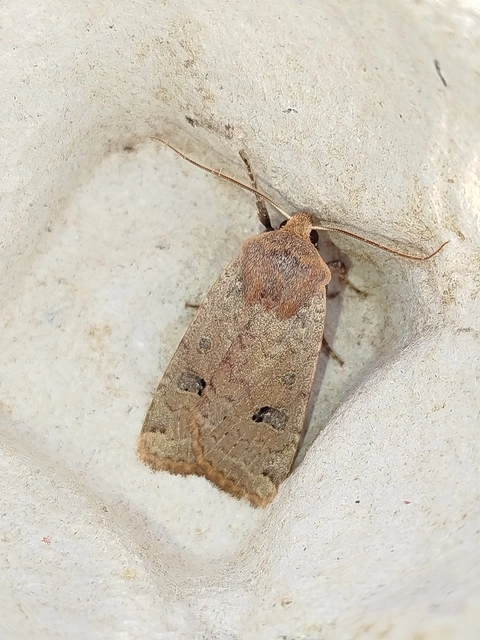 Conistra erythrocephala - vörösfejű őszibagoly