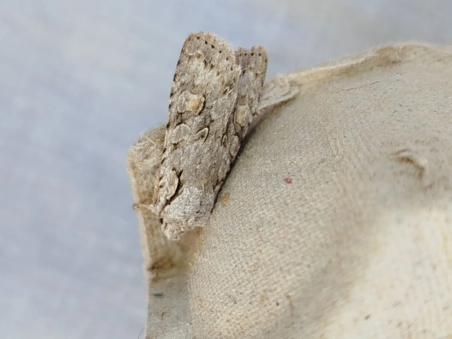 Lithophane ornitopus - közönséges fabagoly