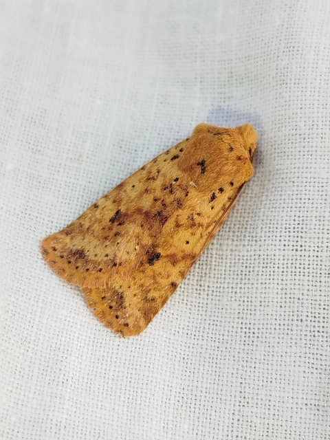Conistra rubiginea - vörös őszibagoly