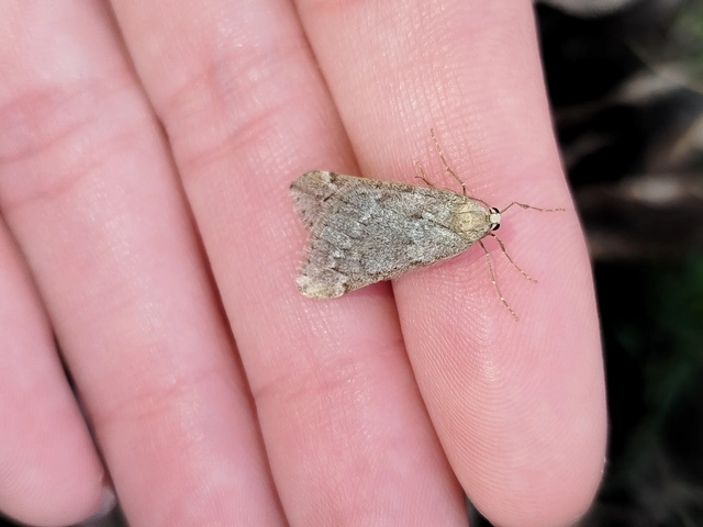 Alsophila aescularia - vadgesztenye-araszoló