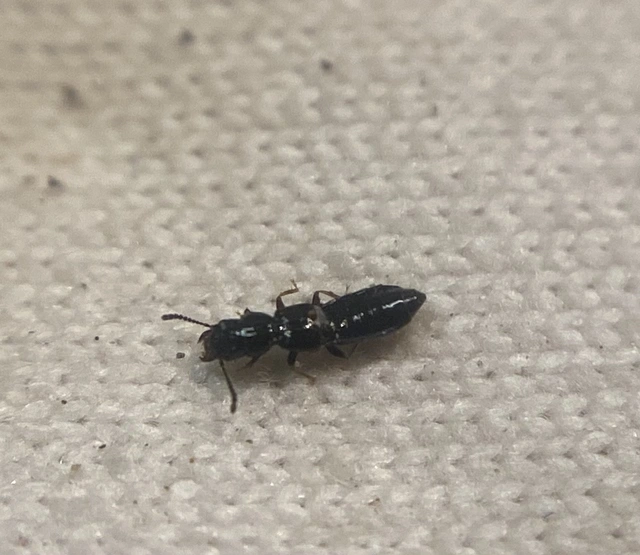 Platystethus capito - busafejű korhóholyva