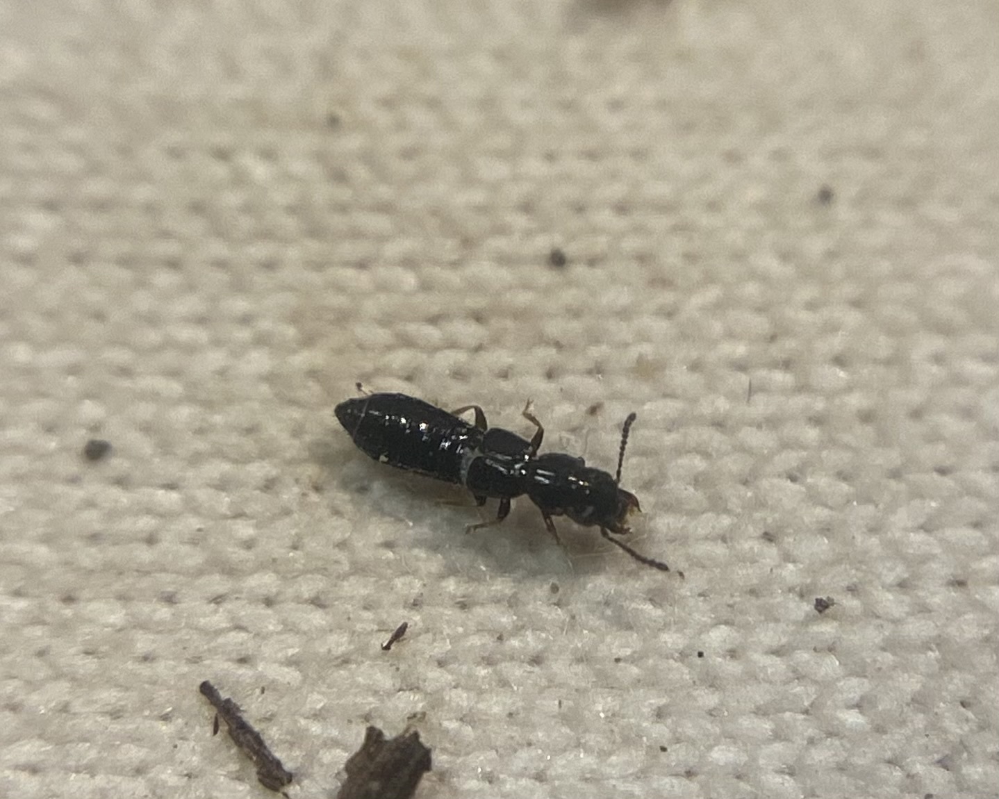 Platystethus capito - busafejű korhóholyva