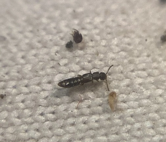 Anomognathus cuspidatus - tüskésfarú kérgészholyva