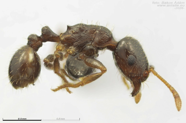 Tetramorium hungaricum - magyar gyepihangya