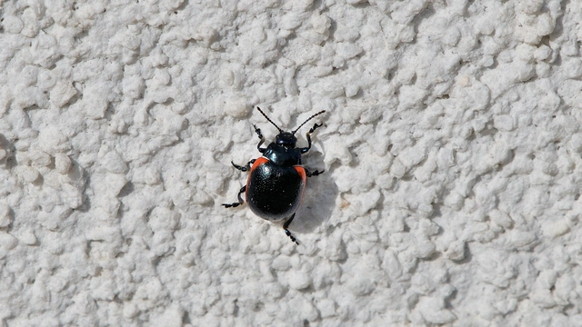 Chrysolina rossia - trapézhátú szegélyeslevelész